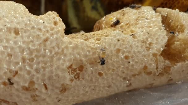 Méhek Lépen Méhsejt Méhkenyérrel Dolgozó Méhek Méztermelés Szaporodás Céljából Foglalják — Stock videók