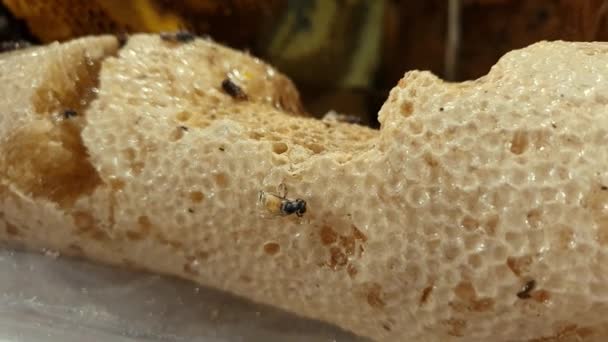 Bienen Auf Der Wabe Wabe Mit Bienenbrot Arbeitsbienen Besetzen Den — Stockvideo