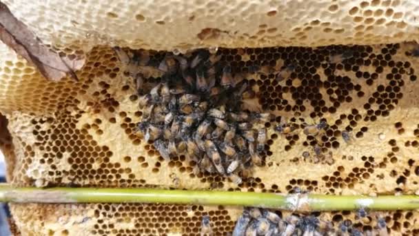 Bijen Honingraat Honingraat Met Bijenbrood Werkbijen Bezetten Korf Voor Honingproductie — Stockvideo