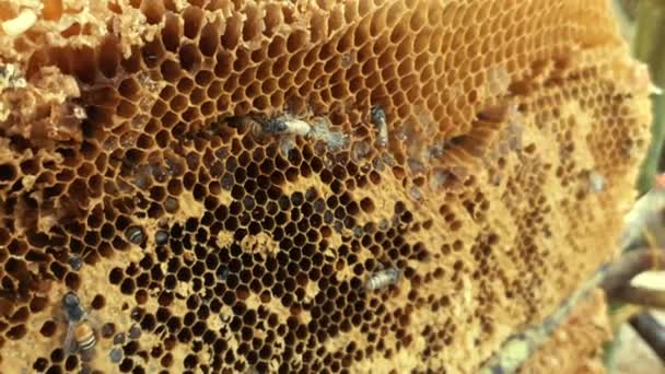 蜂窝上的蜜蜂蜂窝与蜜蜂面包 工蜂占据蜂房进行蜂蜜生产和繁殖 可以用来做食物和饮料 甜甜的天然味道 手持相机 — 图库视频影像