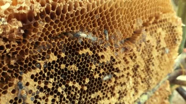 Des Abeilles Nid Abeille Rayon Miel Avec Pain Abeille Les — Video