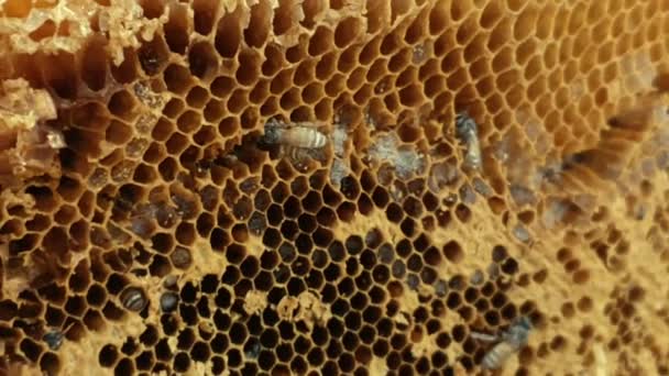 蜂は蜂の巣の上に 蜂のパンとハニカム ミツバチは蜂蜜の生産と繁殖のために巣を占有する 食品や飲料を作るために使用することができます 甘い自然の味 手持ちカメラ — ストック動画
