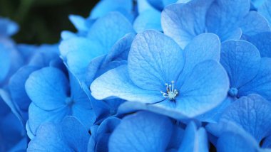 Fransız Ortancası ve koyu bir geçmişi var. Sapporo Hokkaido Japonya 'sından Mavi Hydrangea veya Ortanca makrophylla veya Hortensiya çiçekleri. Renkli ortancalar. Yumuşak odak bulanıklığı hissi için alanın makro derinliği.