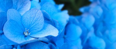 Fransız Ortancası ve koyu bir geçmişi var. Sapporo Hokkaido Japonya 'sından Mavi Hydrangea veya Ortanca makrophylla veya Hortensiya çiçekleri. Renkli ortancalar. Yumuşak odak bulanıklığı hissi için alanın makro derinliği.
