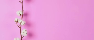 Doğal pamuk çiçekleri. Yumuşak ve nazik beyaz pamuk topları çiçek dalları ve pembe arka plan. Çiçek kompozisyonu. Japonya tarzı asgari düzeyde. Giysiler için pamuk..