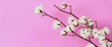 Doğal pamuk çiçekleri. Yumuşak ve nazik beyaz pamuk topları çiçek dalları ve pembe arka plan. Çiçek kompozisyonu. Japonya tarzı asgari düzeyde. Giysiler için pamuk..