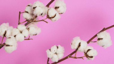 Doğal pamuk çiçekleri. Yumuşak ve nazik beyaz pamuk topları çiçek dalları ve pembe arka plan. Çiçek kompozisyonu. Japonya tarzı asgari düzeyde. Giysiler için pamuk..