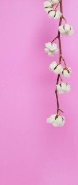 Doğal pamuk çiçekleri. Yumuşak ve nazik beyaz pamuk topları çiçek dalları ve pembe arka plan. Çiçek kompozisyonu. Japonya tarzı asgari düzeyde. Giysiler için pamuk..