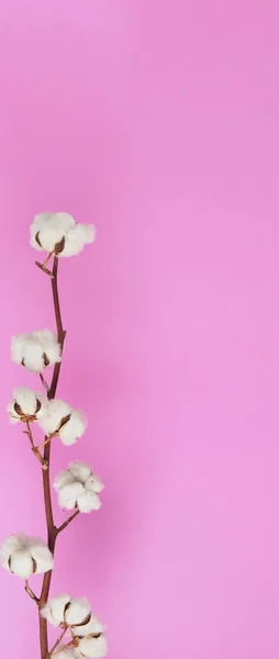 Natural Cotton flowers. Real delicate soft and gentle natural white cotton balls flower branches and pink background. Flowers composition. japan minimal style. nature cotton material for clothes.