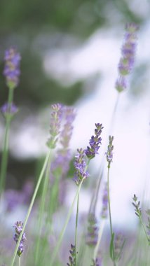 Lavender fields bloom in Hokkaido Japan which have purple and violet colors and good fragrant for relaxing in summer or spring. Bright violet lavender flowers blooming and fragrance in Hokkaido Japan