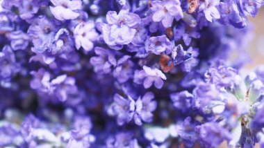 Lavender fields bloom in Hokkaido Japan which have purple and violet colors and good fragrant for relaxing in summer or spring. Bright violet lavender flowers blooming and fragrance in Hokkaido Japan