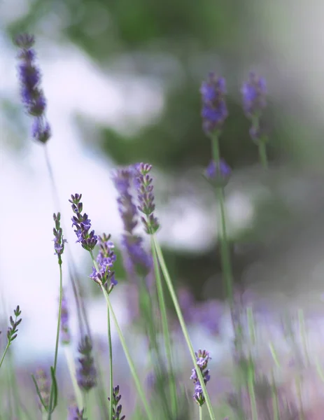 Lavender Fields Bloom Hokkaido Japan Which Have Purple Violet Colors —  Fotos de Stock