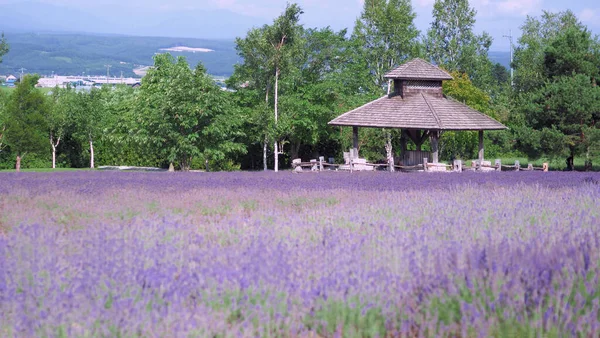 Lavender Fields Bloom Hokkaido Japan Which Have Purple Violet Colors — Fotografia de Stock