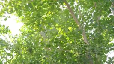 Tree leaf movement footage. Light wind blowing plant leaves in garden daytime with sunny. represent relaxing chilling moments in evening break with favourite drink. Static camera. Green leaf movement.
