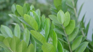 Tree leaf movement footage. Light wind blowing plant leaves in garden daytime with sunny. represent relaxing chilling moments in evening break with favourite drink. Static camera. Green leaf movement.