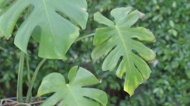 Tree leaf movement footage. Light wind blowing plant leaves in garden daytime with sunny. represent relaxing chilling moments in evening break with favourite drink. Static camera. Green leaf movement.