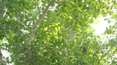 Tree leaf movement footage. Light wind blowing plant leaves in garden daytime with sunny. represent relaxing chilling moments in evening break with favourite drink. Static camera. Green leaf movement.
