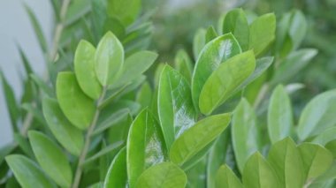 Tree leaf movement footage. Light wind blowing plant leaves in garden daytime with sunny. represent relaxing chilling moments in evening break with favourite drink. Static camera. Green leaf movement.