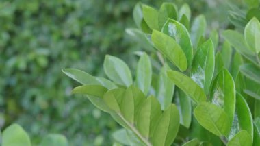 Tree leaf movement footage. Light wind blowing plant leaves in garden daytime with sunny. represent relaxing chilling moments in evening break with favourite drink. Static camera. Green leaf movement.