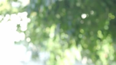 Tree leaf movement footage. Light wind blowing plant leaves in garden daytime with sunny. represent relaxing chilling moments in evening break with favourite drink. Static camera. Green leaf movement.