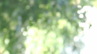 Tree leaf movement footage. Light wind blowing plant leaves in garden daytime with sunny. represent relaxing chilling moments in evening break with favourite drink. Static camera. Green leaf movement.