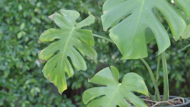 Tree Leaf Movement Footage Light Wind Blowing Plant Leaves Garden — Stock Video