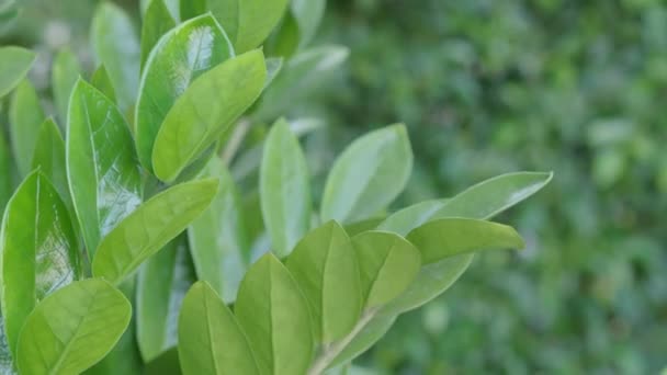 Tree Leaf Movement Footage Light Wind Blowing Plant Leaves Garden — Vídeos de Stock