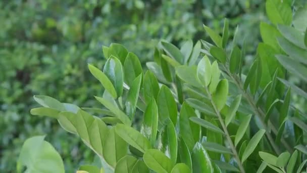 Tree Leaf Movement Footage Light Wind Blowing Plant Leaves Garden — 비디오