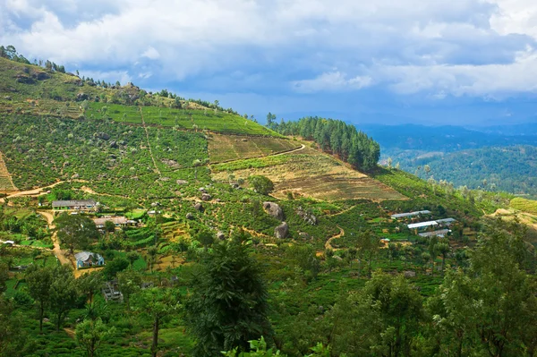 Plantaciones de té — Foto de Stock