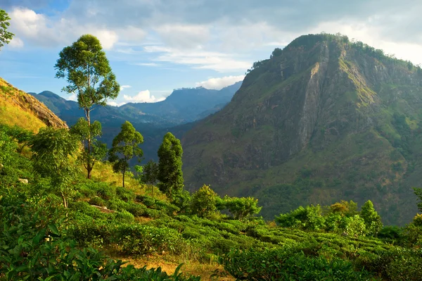 Roca de ella — Foto de Stock