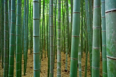 Bambu ormanı
