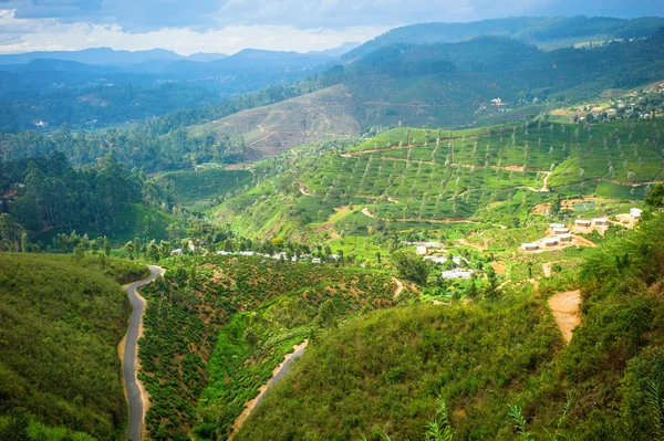 Plantación de té — Foto de Stock