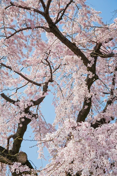 Hermosa flor de cerezo —  Fotos de Stock