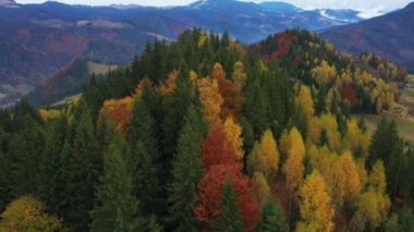 Kırsalın güzel sonbahar tepelerinde uçuyor ve parlak sabah ışığıyla parlayan renkli dağların üzerinde. Renkli bir sonbahar sezonunun havadan görüntüsü. Karpat Dağları, Ukrayna.