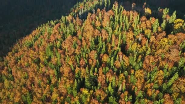 Survolant les belles collines d'automne de la campagne et les montagnes colorées rayonnant de lumière du matin. Vue aérienne d'une saison d'automne colorée. Montagnes des Carpates, Ukraine.