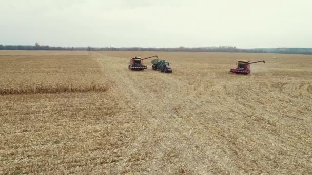 Ovanifrån av skördemaskiner som arbetar i vetefält. Kombinera jordbruk maskin skörda gyllene mogna vetefält. — Stockvideo