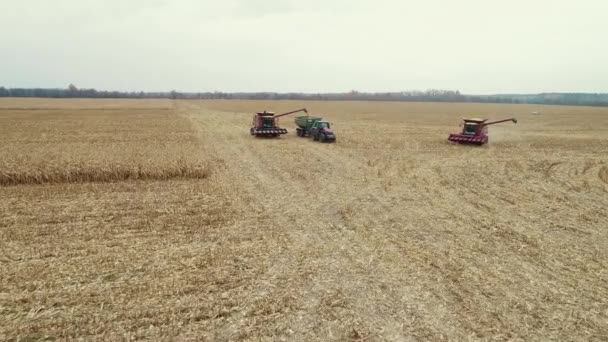 Vista de arriba hacia abajo de las máquinas segadoras que trabajan en el campo de trigo. Cosechadora de maquinaria agrícola cosechadora de trigo maduro dorado. — Vídeo de stock