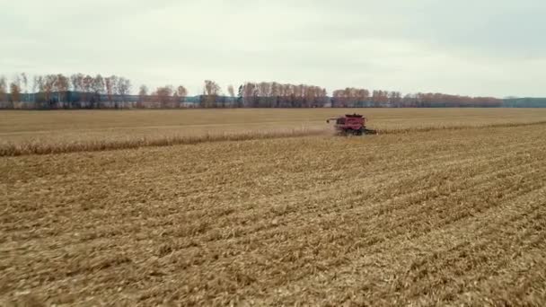 Visão de cima para baixo das máquinas Harvester que trabalham no campo de trigo. Combine agricultura máquina de colheita campo de trigo maduro dourado. — Vídeo de Stock