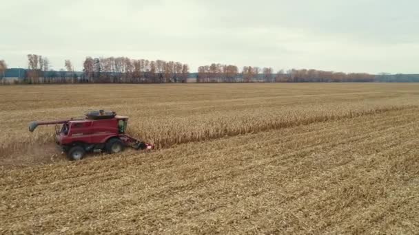 Ovanifrån av skördemaskiner som arbetar i vetefält. Kombinera jordbruk maskin skörda gyllene mogna vetefält. — Stockvideo