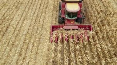 Buğday tarlasında çalışan biçerdöver makinelerinin yukarıdan görünüşü. Tarım makinesini birleştirip altın olgun buğday tarlasını hasat edin..