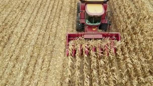 Вид сверху на машины Харвестера, работающие на пшеничном поле. Сельскохозяйственная машина для сбора пшеницы. — стоковое видео