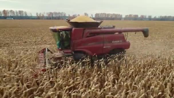 Visão de cima para baixo das máquinas Harvester que trabalham no campo de trigo. Combine agricultura máquina de colheita campo de trigo maduro dourado. — Vídeo de Stock