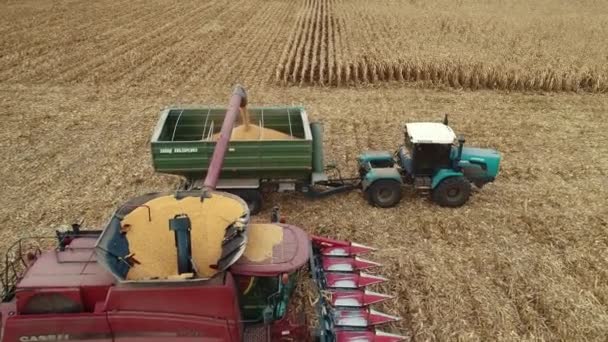 Visão de cima para baixo das máquinas Harvester que trabalham no campo de trigo. Combine agricultura máquina de colheita campo de trigo maduro dourado. — Vídeo de Stock