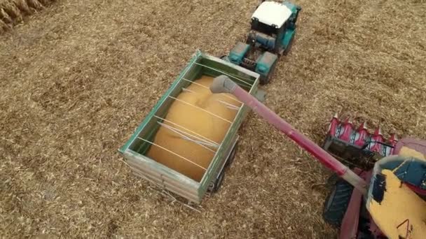 Κάτοψη των μηχανών συγκομιδής που δουλεύουν στον τομέα του σιταριού. Συνδυασμός γεωργίας μηχανή συγκομιδή χρυσή ώριμο πεδίο σίτου. — Αρχείο Βίντεο