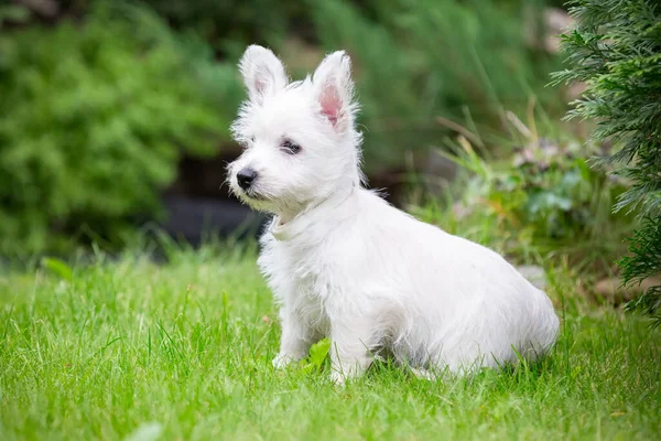Niedlicher West Highland White Terrier liegt im Gras — Stockfoto
