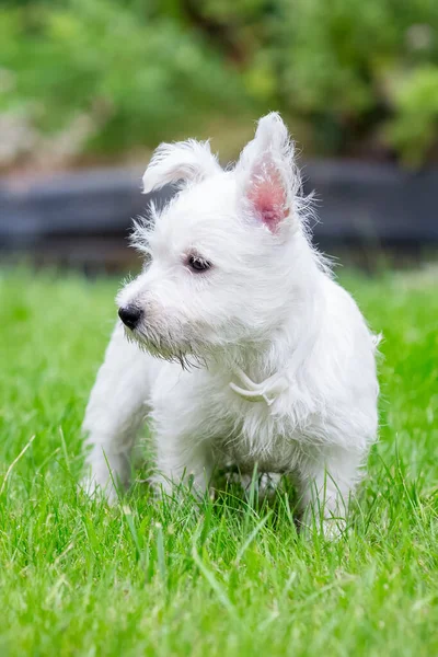 Cute West Highland White Terrier fica na grama — Fotografia de Stock