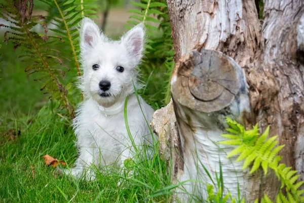 Χαριτωμένο West Highland White Terrier βρίσκεται στο γρασίδι — Φωτογραφία Αρχείου