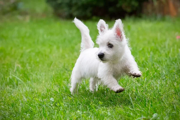 Cute West Highland White Terrier lies in the grass Stock Picture