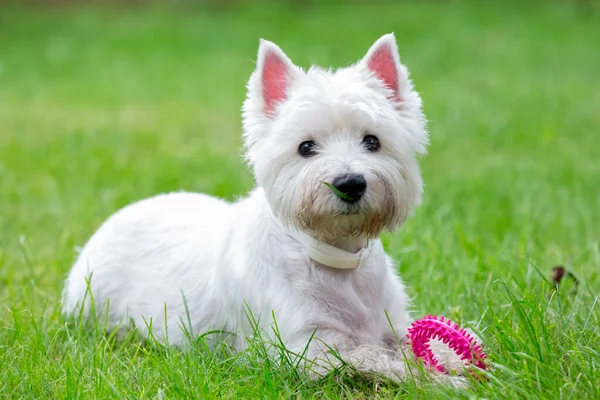 Lindo West Highland White Terrier se encuentra en la hierba Fotos de stock libres de derechos