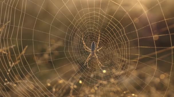 Duży pająk w sieci. Interesująca duża sieć, którą pająk utkał w naturze. Blisko widoku. Pająk w sieci — Wideo stockowe